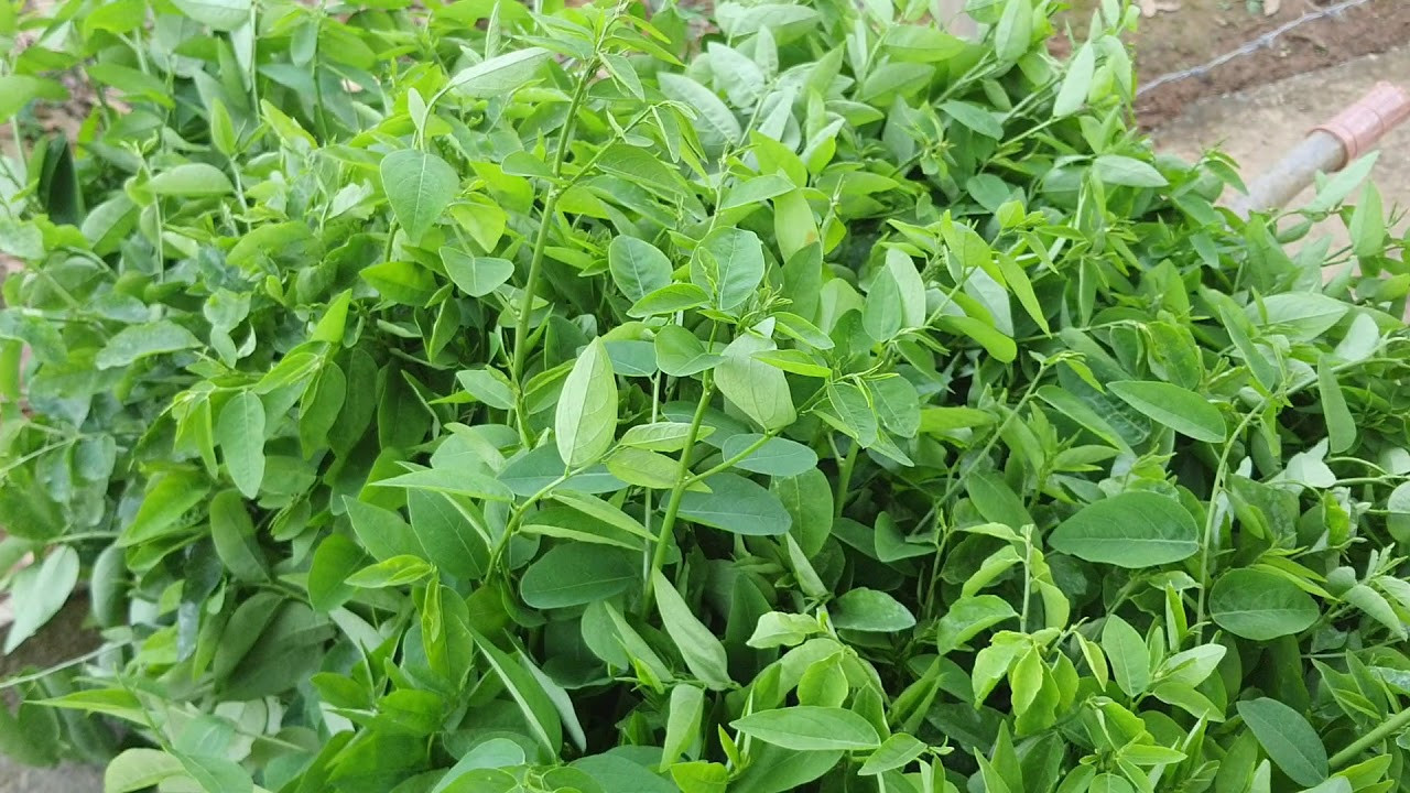 Top 5 loại rau đại bổ cho xương khớp - 1