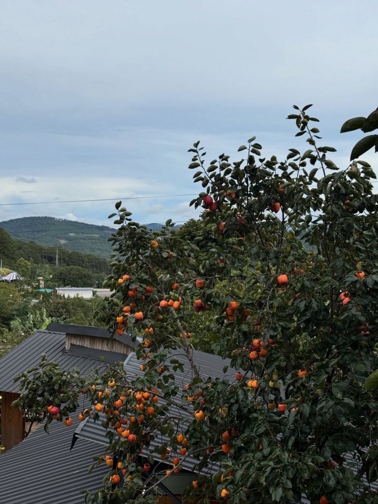 Tăng Thanh Hà 'mê quên lối về' mùa hồng chín ở Đà Lạt - 3