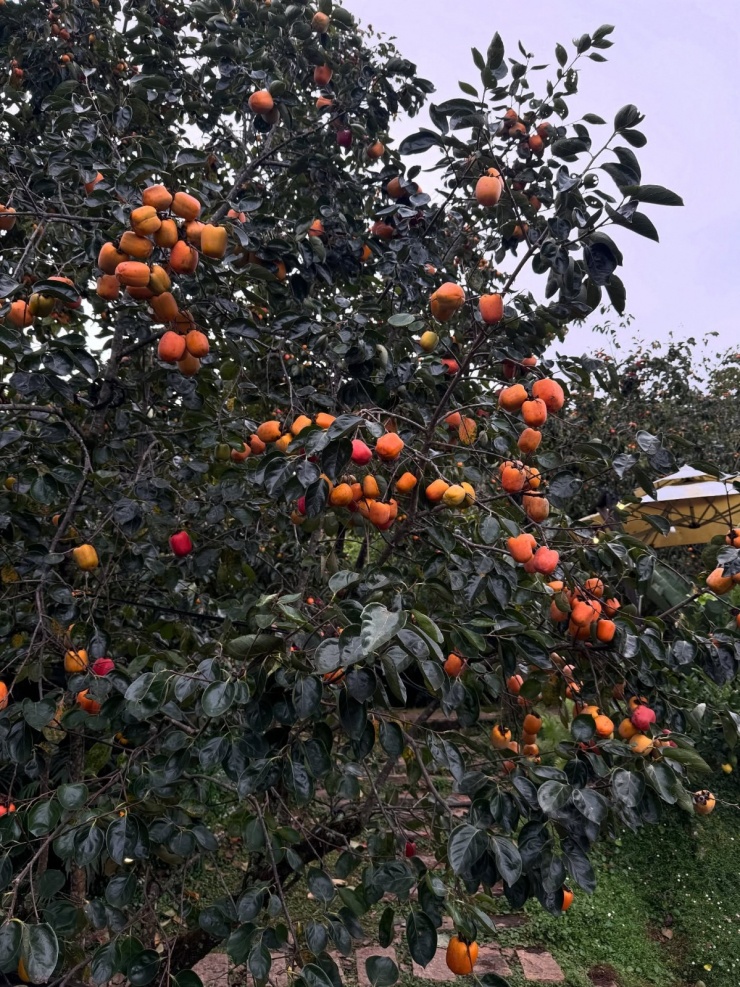 Tăng Thanh Hà 'mê quên lối về' mùa hồng chín ở Đà Lạt - 2