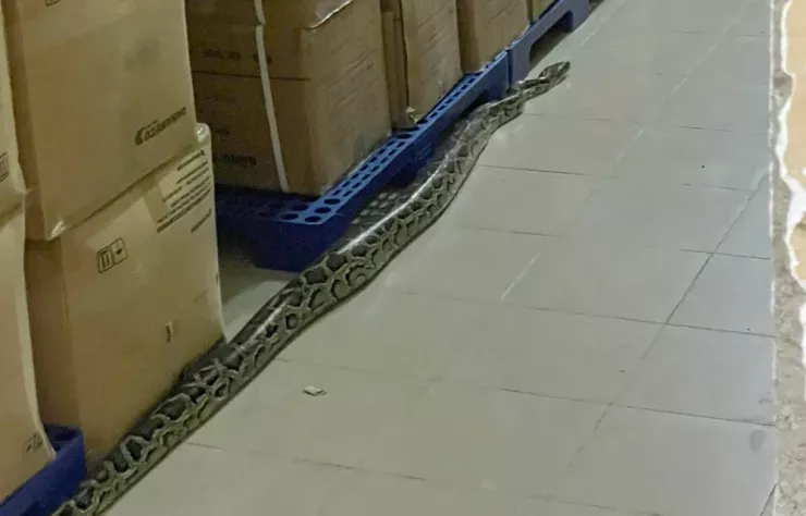 Các bác sĩ phát hiện trăn bò trong bệnh viện khoảng bốn ngày trước. Ảnh: MT