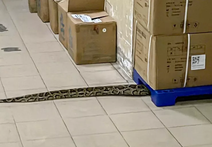 Con trăn bò ở hành lang bệnh viện tỉnh Khánh Hòa.