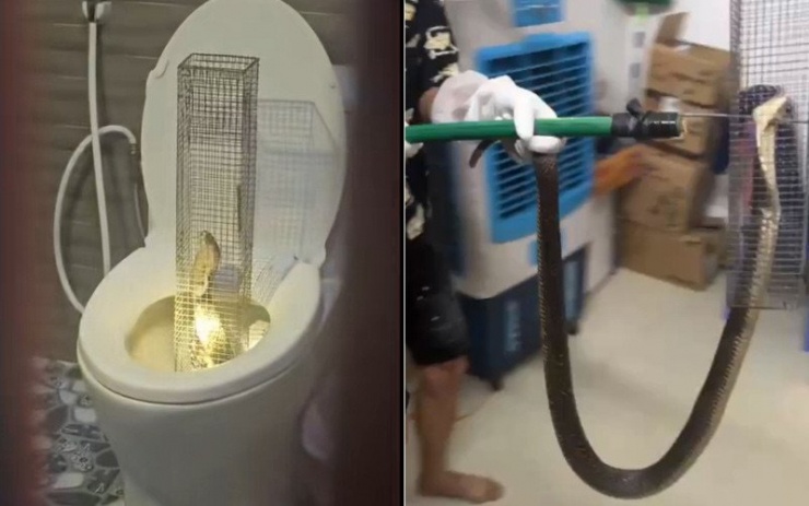 Khoảnh khắc rắn hổ mang bị người đàn ông đặt bẫy. Ảnh cắt từ clip 