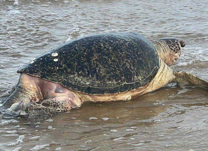 Rùa biện lụy vào bờ biển Mũi Né. Ảnh: Anh Cúc