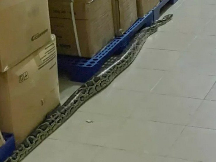 Trăn dài gần 2m bò trong Bệnh viện tỉnh Khánh Hòa