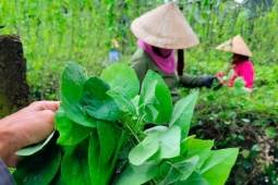 Thị trường - Tiêu dùng - Cây dại nay thành đặc sản "hái ra tiền", trồng 5 tháng thu hoạch nhiều năm, kiếm tiền tỷ ngon ơ