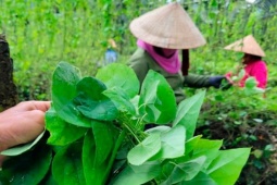 Cây dại nay thành đặc sản "hái ra tiền", trồng 5 tháng thu hoạch nhiều năm, kiếm tiền tỷ ngon ơ