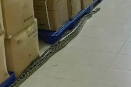 Trăn dài gần 2m bò trong Bệnh viện tỉnh Khánh Hòa