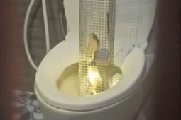 Tin tức trong ngày - Rắn hổ mang dài 1,3m bị tóm sống sau 3 ngày chui vào bồn cầu ở Hưng Yên