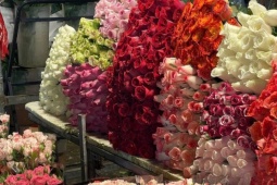 Chợ hoa lớn nhất Hà Nội cận 20/10: Tiểu thương gần như không có thời gian ngủ