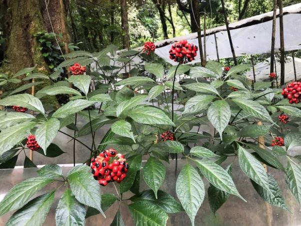 Loại lá đắt đỏ bậc nhất thế giới, chỉ có duy nhất ở Việt Nam, giá tới 150 triệu đồng/kg - 1