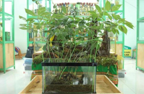 Cận cảnh một cây sâm Ngọc Linh. Ảnh: Tiền Phong