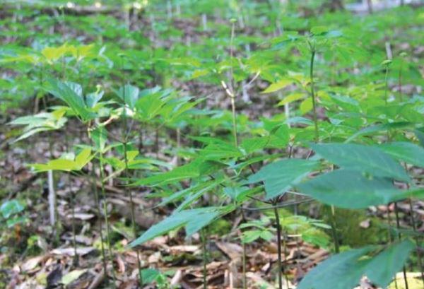 Loại lá đắt đỏ bậc nhất thế giới, chỉ có duy nhất ở Việt Nam, giá tới 150 triệu đồng/kg - 3