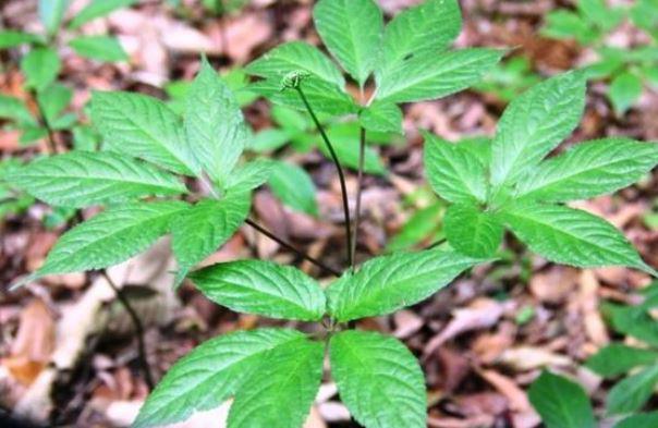 Loại lá đắt đỏ bậc nhất thế giới, chỉ có duy nhất ở Việt Nam, giá tới 150 triệu đồng/kg - 4