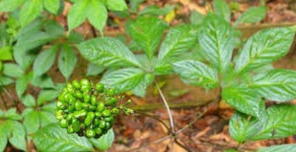 Loại lá đắt đỏ bậc nhất thế giới, chỉ có duy nhất ở Việt Nam, giá tới 150 triệu đồng/kg - 5