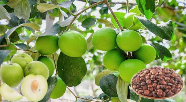 Thứ 90% người Việt bỏ đi không ngờ là "mỏ vàng", giá hơn 2 triệu đồng/kg - 2