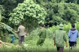 Tin tức trong ngày - Người đàn ông chết ở bìa rừng, cạnh dấu chân nghi là voi