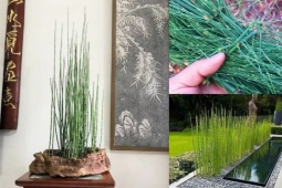 Biến cỏ dại thành “vàng”, khách đua nhau “đốt tiền” để mua