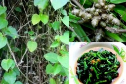 Cây dại xưa cho lợn ăn, nay thành cây tài lộc “hút bộn tiền”