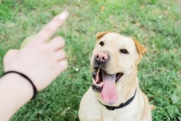 Làm thầy giáo cho chó, kiếm trăm triệu một tháng