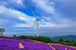 'Săn' mùa tím Gamaksan góc sống ảo đẹp như cổ tích giữa thu Hàn