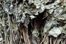 Loại lá đắt đỏ bậc nhất thế giới, chỉ có duy nhất ở Việt Nam, giá tới 150 triệu đồng/kg