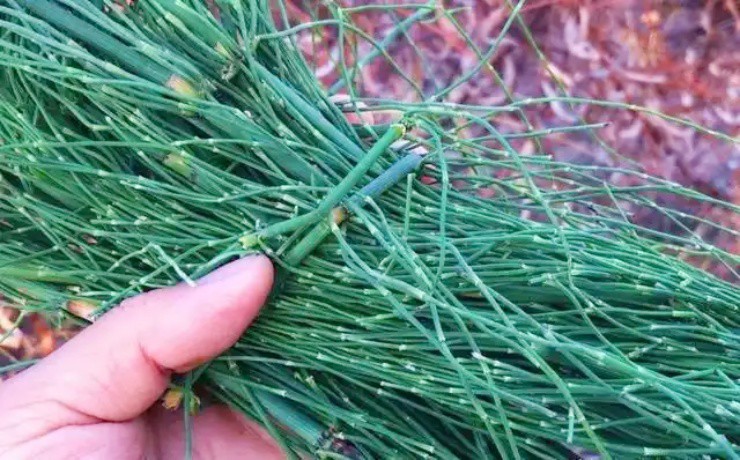 Biến cỏ dại thành “vàng”, khách đua nhau “đốt tiền” để mua - 1