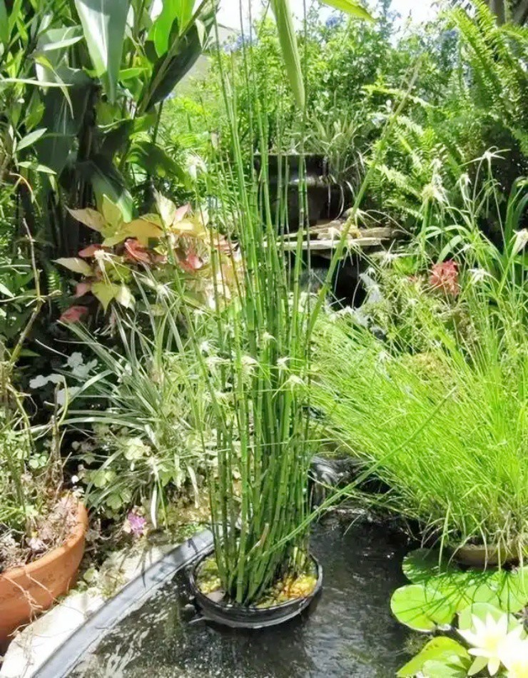 Biến cỏ dại thành “vàng”, khách đua nhau “đốt tiền” để mua - 2