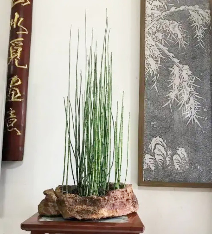 Biến cỏ dại thành “vàng”, khách đua nhau “đốt tiền” để mua - 4