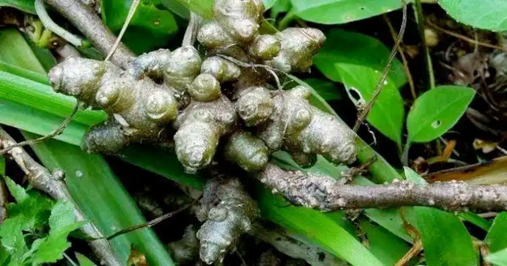 Cây dại xưa cho lợn ăn, nay thành cây tài lộc “hút bộn tiền” - 1