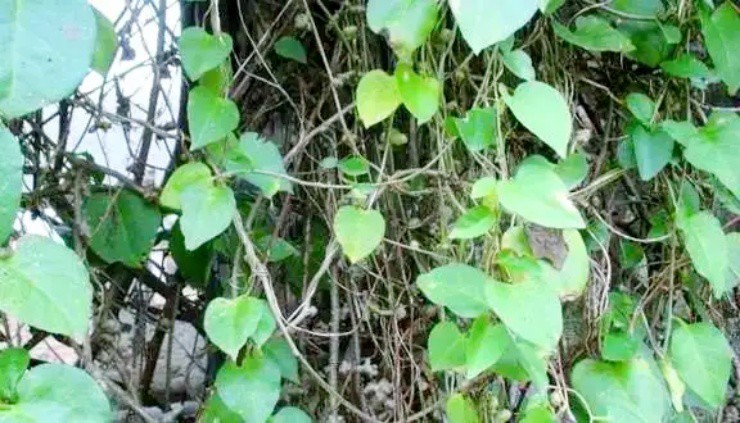 Cây dại xưa cho lợn ăn, nay thành cây tài lộc “hút bộn tiền” - 2