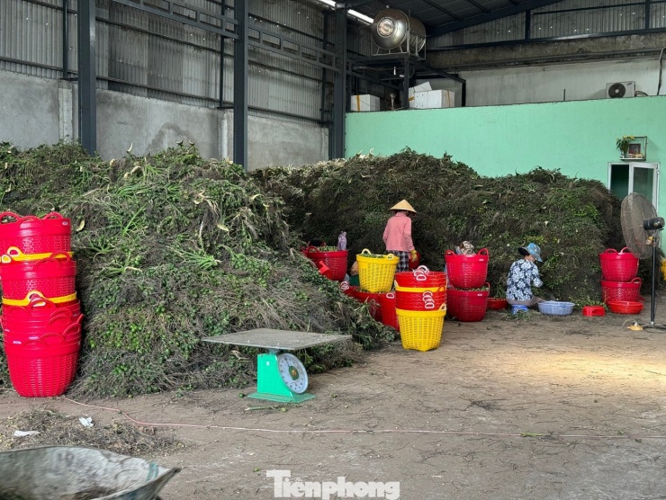 Giá cau giảm, các chủ lò cũng dè chừng việc thu mua để sấy khô.