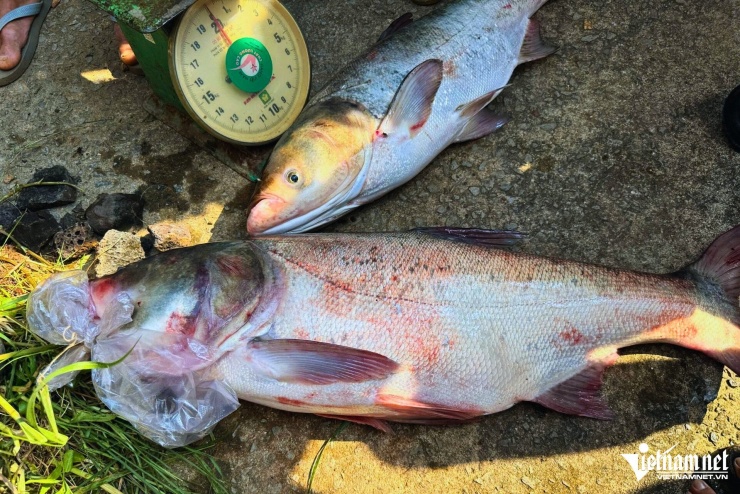 Hàng trăm người đổ về hồ Trị An săn 'kho báu cá khủng', có con nặng 20kg - 5
