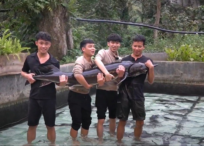 Cá tầm Siberi nặng tới 50 kg