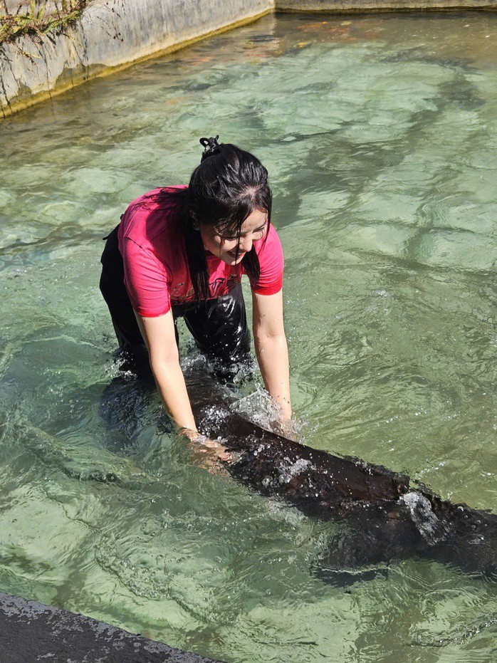 Cá tầm Siberi lớn nhất Việt Nam, được xem là "báu vật" của vùng nước lạnh Lai Châu