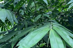 Rủ nhau trồng cây chỉ thu lá, Trung Quốc thu mua ồ ạt, nhiều hộ dân