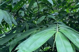 Rủ nhau trồng cây chỉ thu lá, Trung Quốc thu mua ồ ạt, nhiều hộ dân "hái ra tiền"