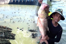 Săn cá 'khủng' ở hồ Trị An