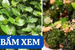 Tin tức sức khỏe - Bất ngờ loại lá đem cuốn thịt, già trẻ đều mê lại là vị thuốc quý cho xương khớp
