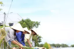 Khách Tây thích thú chẻ cói, dệt chiếu ở Hội An