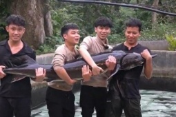 Cá tầm