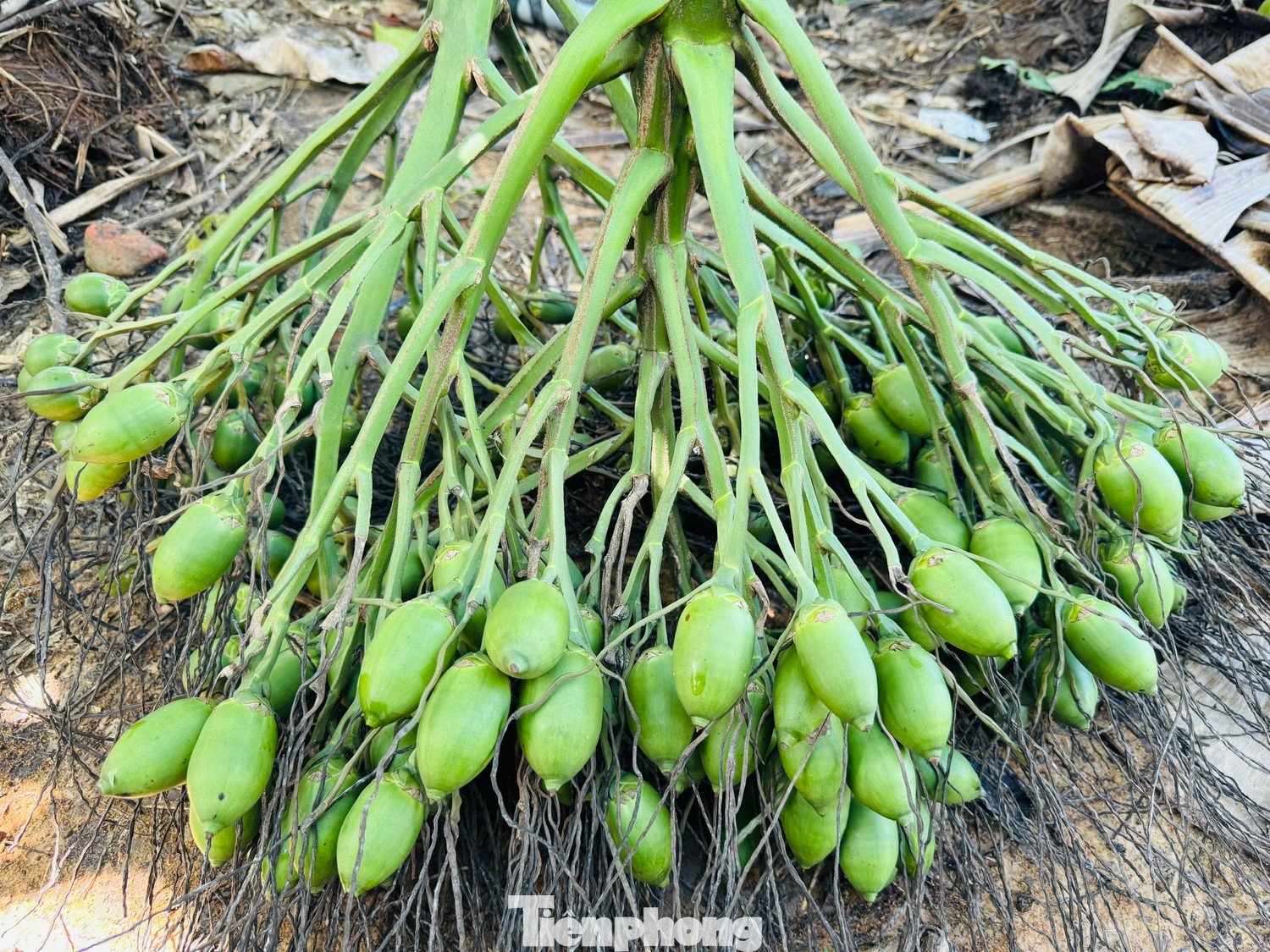 Cau trái dài vẫn được thu mua, nhưng giá chỉ 12.000 đồng/kg, giảm hơn 6 lần so với thời điểm này của năm 2024.