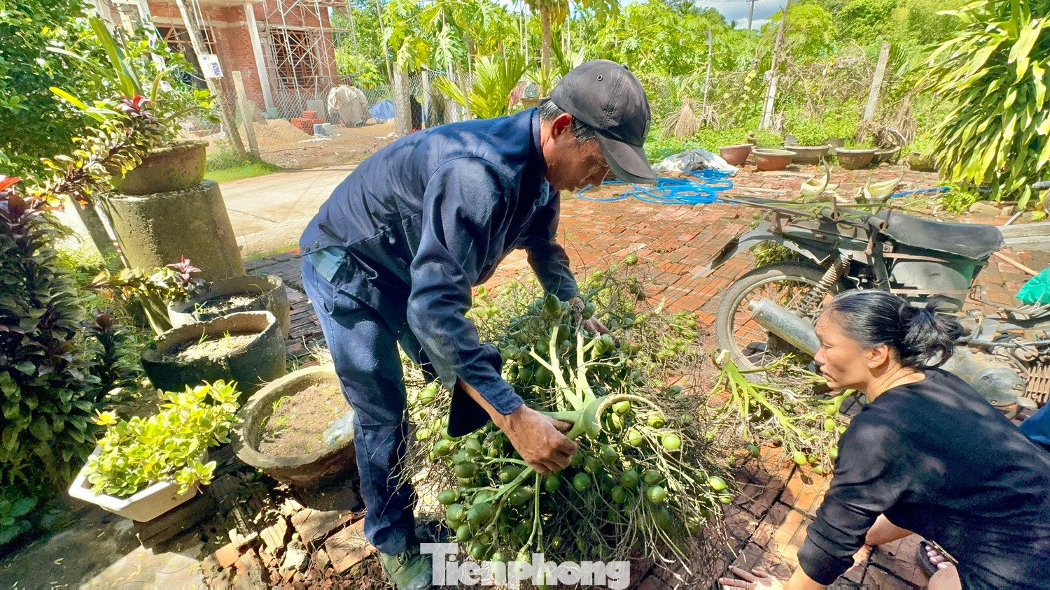 Cau trái dài vẫn được thu mua, nhưng giá chỉ 12.000 đồng/kg, giảm hơn 6 lần so với thời điểm này của năm 2024.