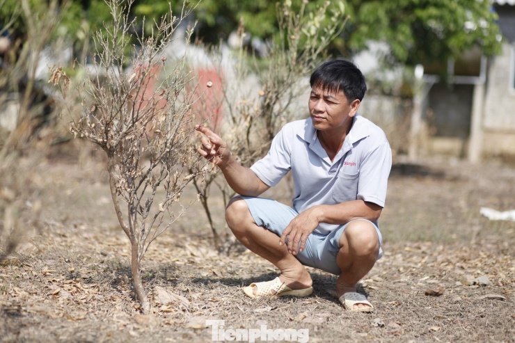 Xót xa vườn quất ‘trăm triệu’ ở Bắc Ninh chết khô sau lũ - 13