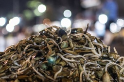 Loài ẩn dưới bùn cát được ví như "thần dược" của quý ông giá 200.000 đồng/kg