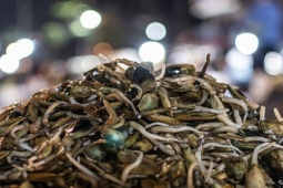 Loài ẩn dưới bùn cát được ví như "thần dược" của quý ông giá 200.000 đồng/kg