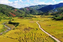 Di sản ruộng bậc thang độc đáo hấp dẫn du khách đến với Măng Ri