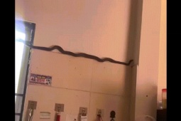 Rắn dài hơn 1m bò trong bếp ở Phú Thọ, chủ nhà có quyết định bất ngờ