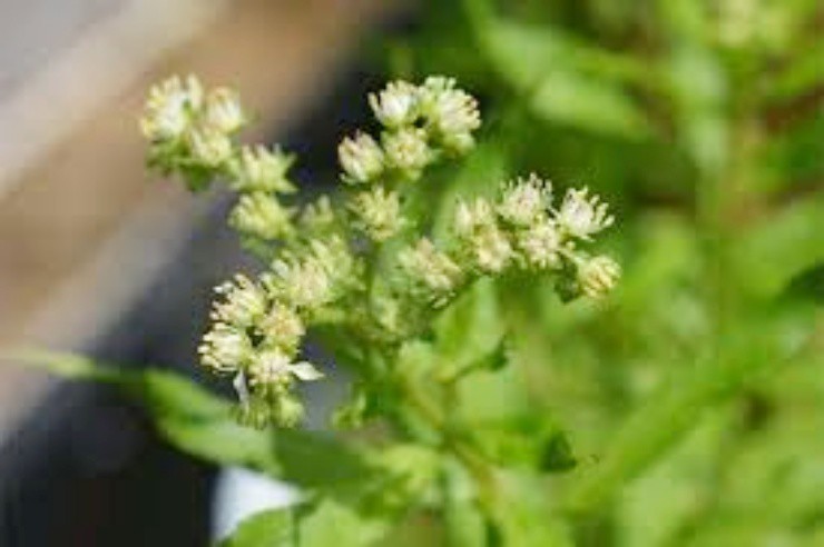 Gần 300.000đ/kg cỏ dại, nông dân ưu ái đặt tên “cỏ phát tài” - 3