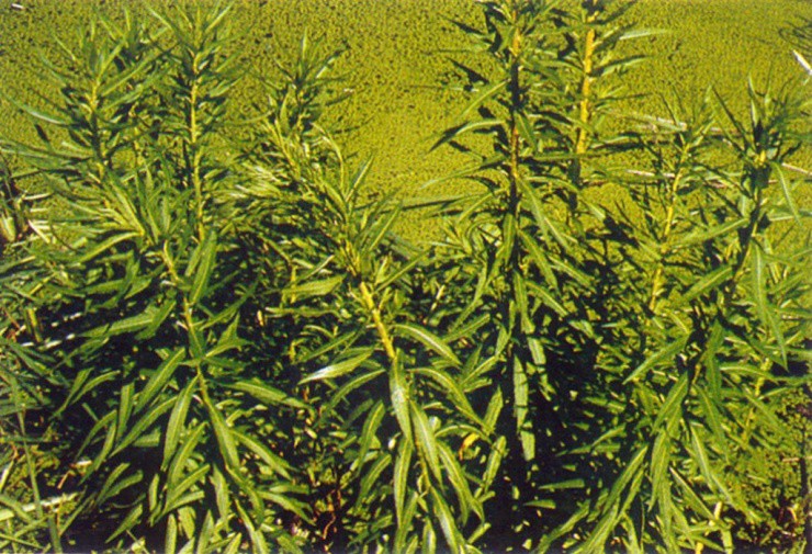 Gần 300.000đ/kg cỏ dại, nông dân ưu ái đặt tên “cỏ phát tài” - 2