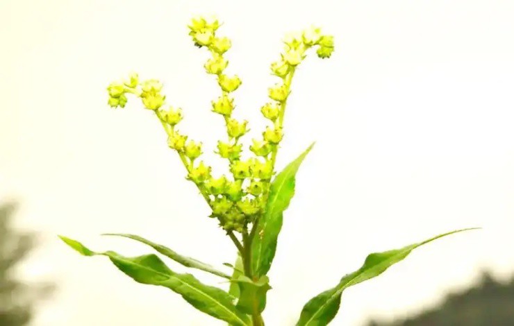 Gần 300.000đ/kg cỏ dại, nông dân ưu ái đặt tên “cỏ phát tài” - 1